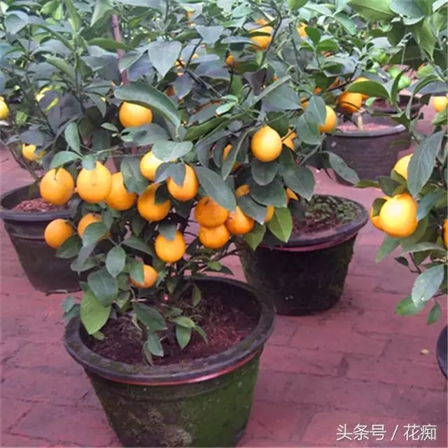 檸檬根本不用買!一個檸檬就能種出「黃金檸檬樹」,天天都能吃到超新鮮檸檬!