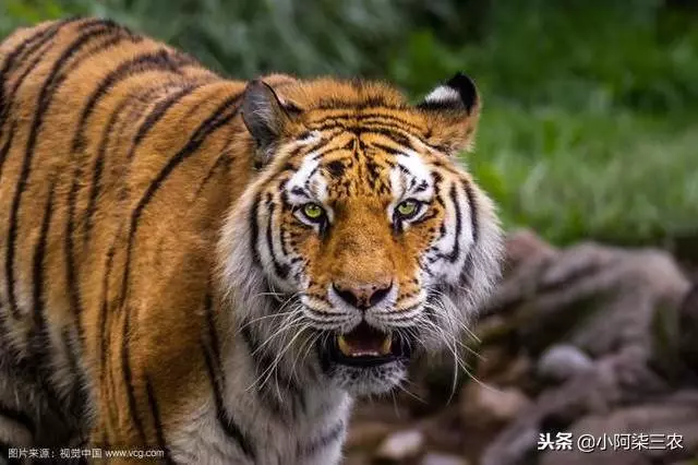 老母豬把小老虎當孩子喂養,老虎長大後這樣對待母豬