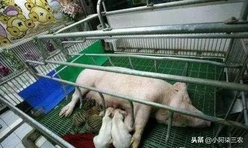 老母豬把小老虎當孩子喂養,老虎長大後這樣對待母豬