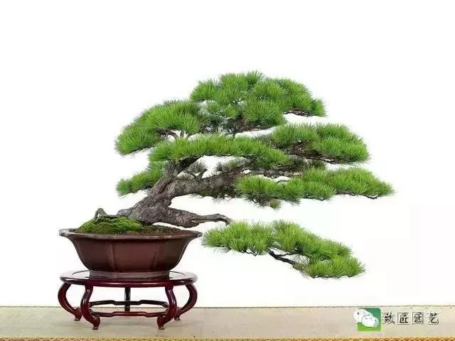 盆景造型基礎技術:這些盆景蟠紮技法你學會了嗎