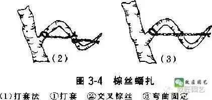 盆景造型基礎技術:這些盆景蟠紮技法你學會了嗎