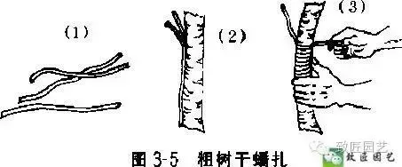 盆景造型基礎技術:這些盆景蟠紮技法你學會了嗎