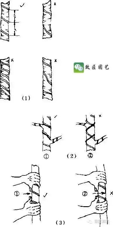 盆景造型基礎技術:這些盆景蟠紮技法你學會了嗎