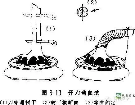 盆景造型基礎技術:這些盆景蟠紮技法你學會了嗎