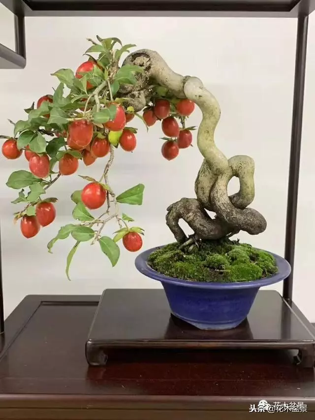 微型盆景栽培技巧~~