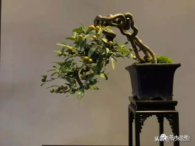 微型盆景栽培技巧~~