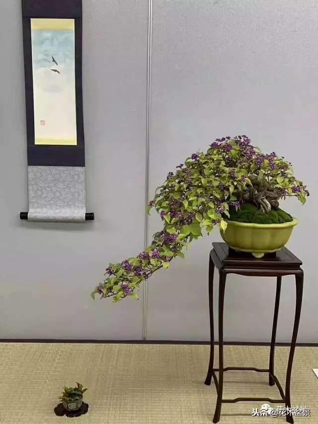 微型盆景栽培技巧~~