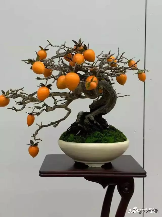 微型盆景栽培技巧~~