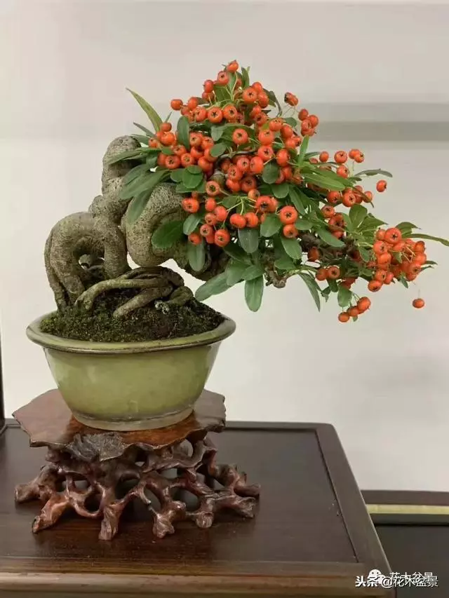 微型盆景栽培技巧~~