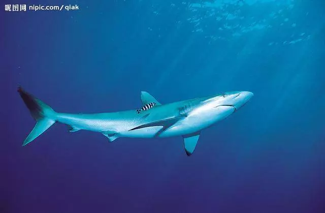 孩子多吃魚好,但醫生提醒:3種魚少給孩子吃