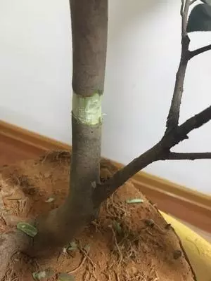 盆景愛好者必學繁殖技術——高壓繁殖(2)