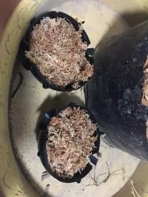 盆景愛好者必學繁殖技術——高壓繁殖(2)