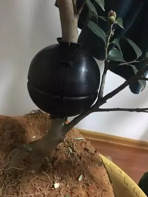 盆景愛好者必學繁殖技術——高壓繁殖(2)