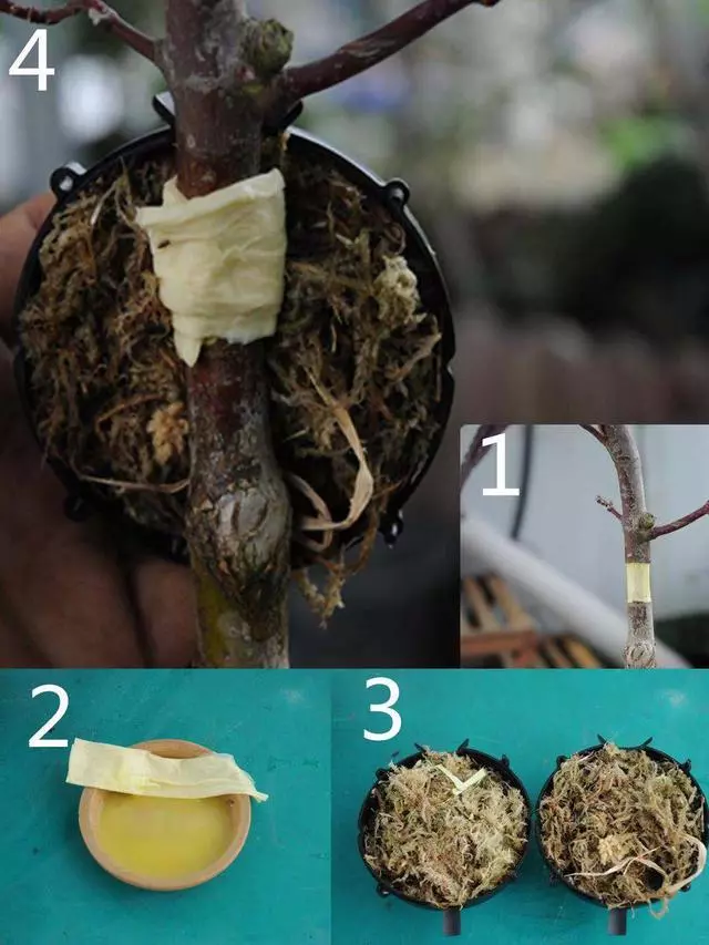 盆景愛好者必學繁殖技術——高壓繁殖(2)