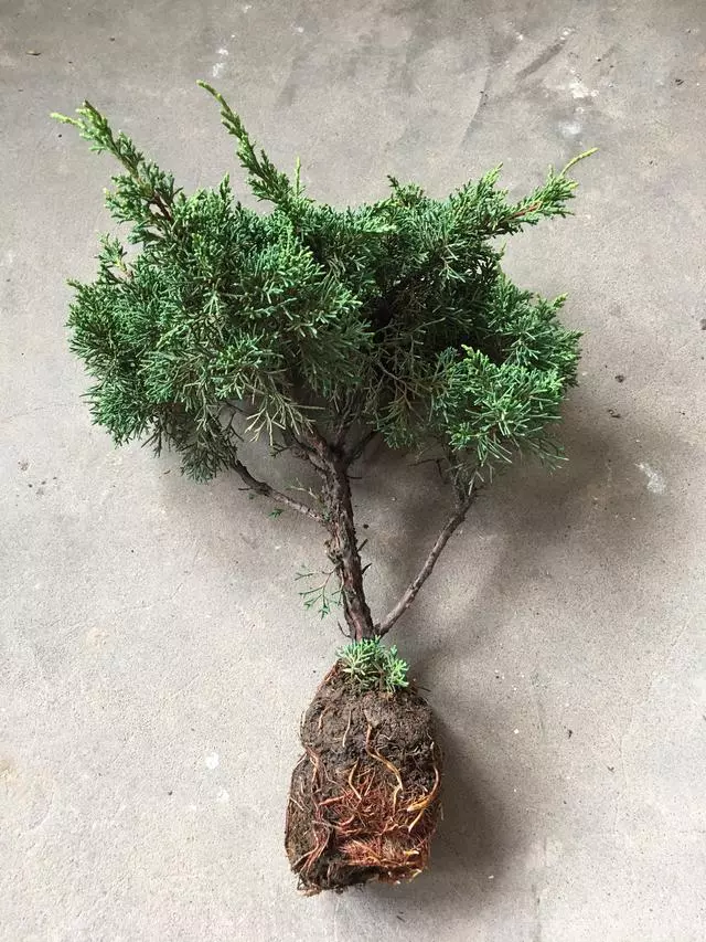 盆景愛好者必學繁殖技術——高壓繁殖(2)