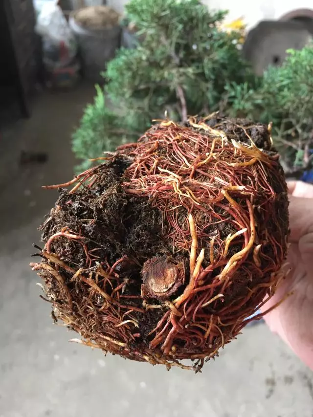 盆景愛好者必學繁殖技術——高壓繁殖(2)