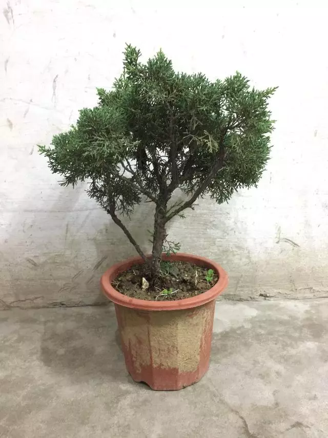 盆景愛好者必學繁殖技術——高壓繁殖(2)