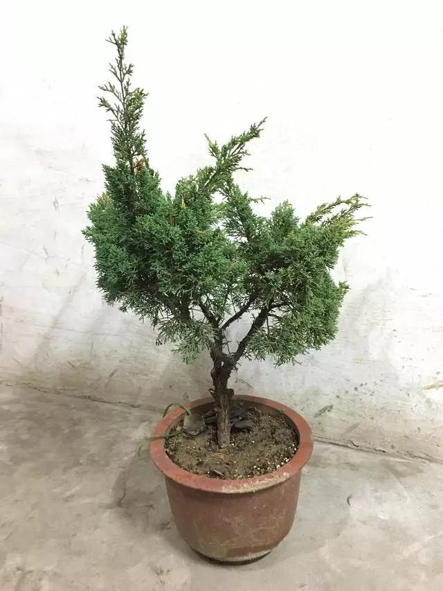 盆景愛好者必學繁殖技術——高壓繁殖(2)