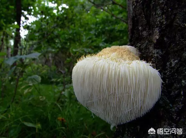 怎麼用猴頭菇煲湯?可利五臟、助消化、滋補身體。