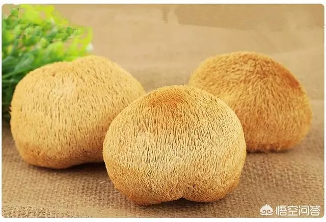 怎麼用猴頭菇煲湯?可利五臟、助消化、滋補身體。