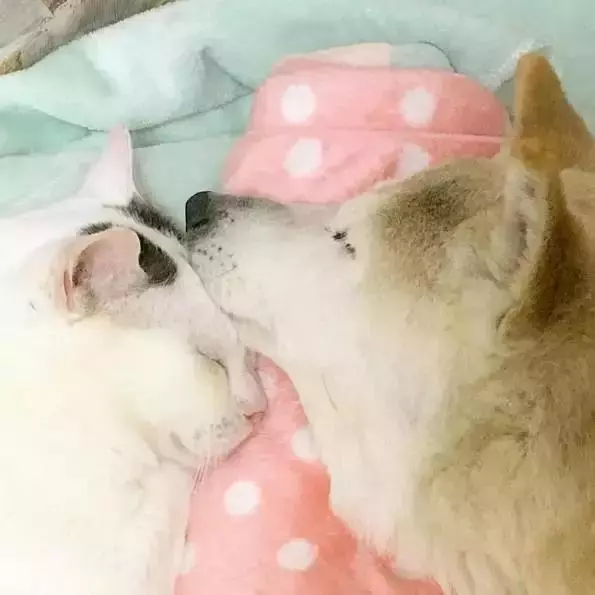 18歲老年痴呆柴犬離世,「親愛的貓,謝謝你用生命愛過我」