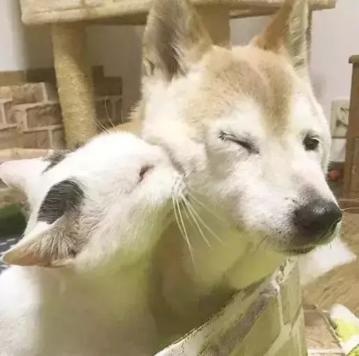 18歲老年痴呆柴犬離世,「親愛的貓,謝謝你用生命愛過我」