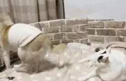 18歲老年痴呆柴犬離世,「親愛的貓,謝謝你用生命愛過我」