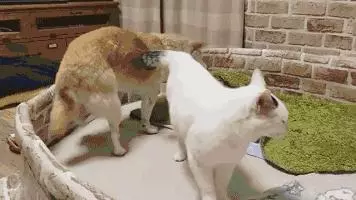 18歲老年痴呆柴犬離世,「親愛的貓,謝謝你用生命愛過我」