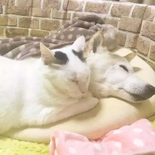 18歲老年痴呆柴犬離世,「親愛的貓,謝謝你用生命愛過我」