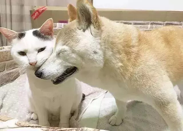 18歲老年痴呆柴犬離世,「親愛的貓,謝謝你用生命愛過我」