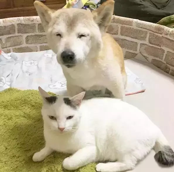 18歲老年痴呆柴犬離世,「親愛的貓,謝謝你用生命愛過我」