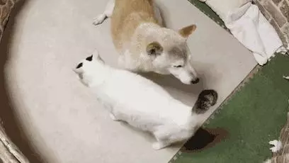 18歲老年痴呆柴犬離世,「親愛的貓,謝謝你用生命愛過我」