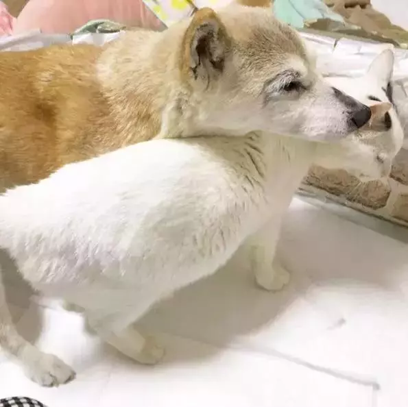 18歲老年痴呆柴犬離世,「親愛的貓,謝謝你用生命愛過我」