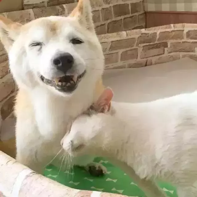 18歲老年痴呆柴犬離世,「親愛的貓,謝謝你用生命愛過我」