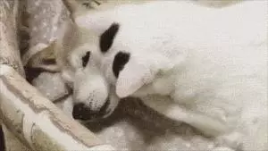 18歲老年痴呆柴犬離世,「親愛的貓,謝謝你用生命愛過我」