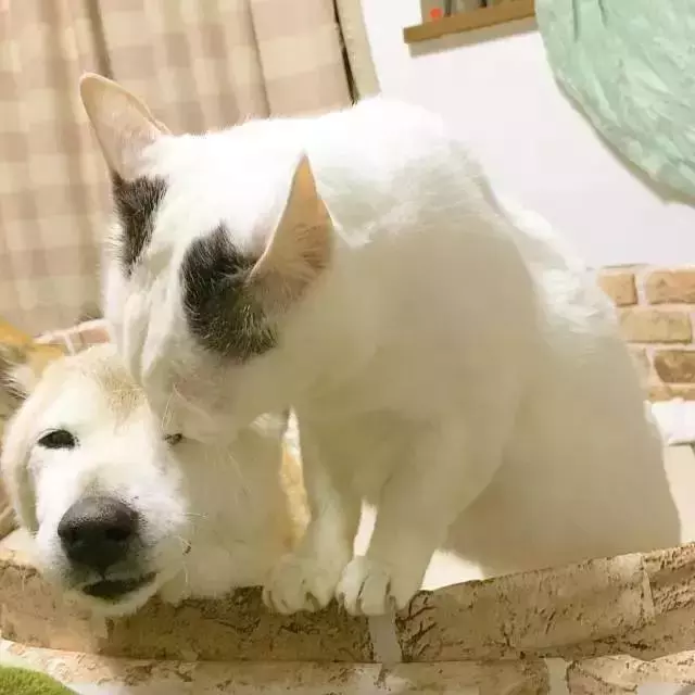 18歲老年痴呆柴犬離世,「親愛的貓,謝謝你用生命愛過我」