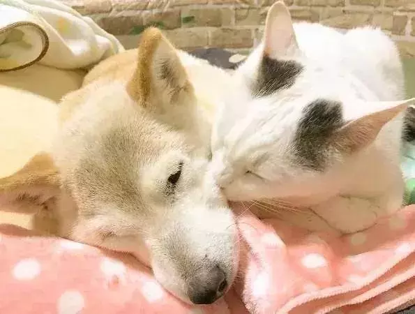 18歲老年痴呆柴犬離世,「親愛的貓,謝謝你用生命愛過我」