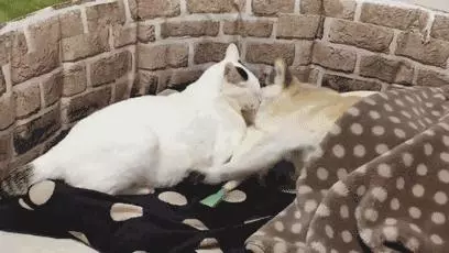 18歲老年痴呆柴犬離世,「親愛的貓,謝謝你用生命愛過我」