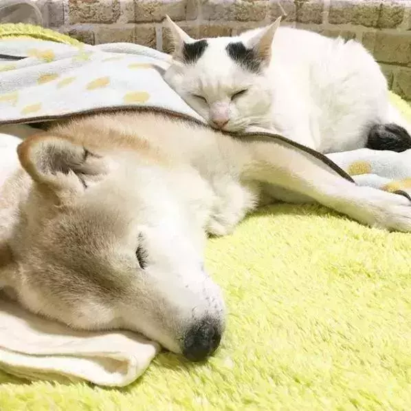 18歲老年痴呆柴犬離世,「親愛的貓,謝謝你用生命愛過我」
