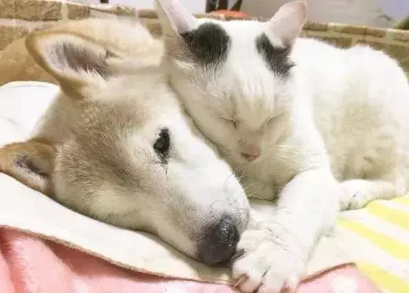 18歲老年痴呆柴犬離世,「親愛的貓,謝謝你用生命愛過我」