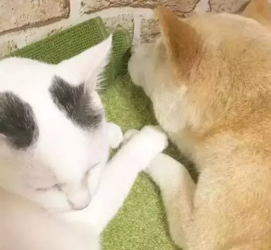 18歲老年痴呆柴犬離世,「親愛的貓,謝謝你用生命愛過我」