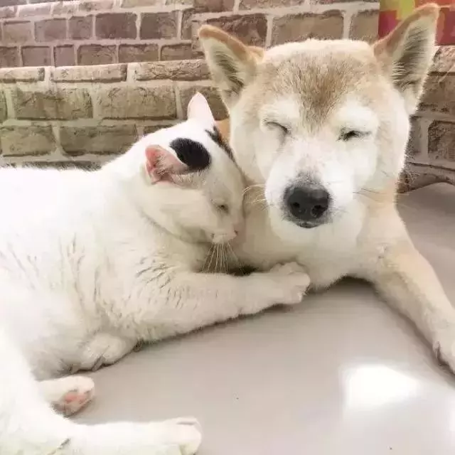 18歲老年痴呆柴犬離世,「親愛的貓,謝謝你用生命愛過我」