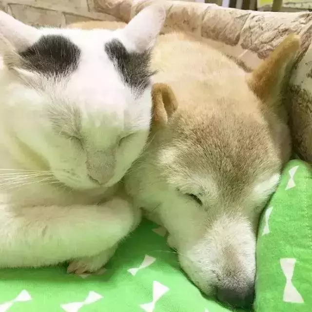 18歲老年痴呆柴犬離世,「親愛的貓,謝謝你用生命愛過我」
