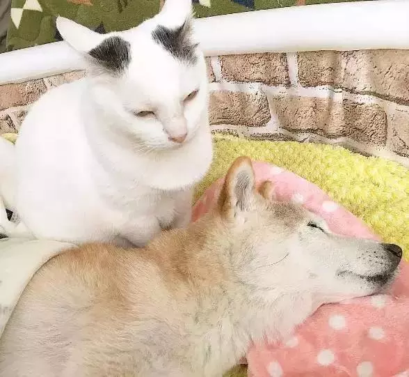18歲老年痴呆柴犬離世,「親愛的貓,謝謝你用生命愛過我」