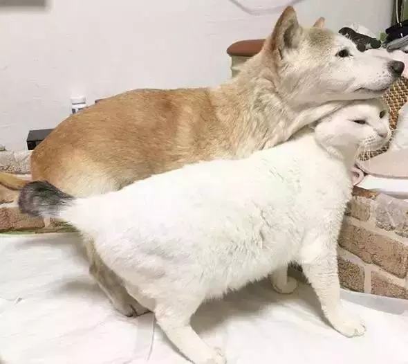 18歲老年痴呆柴犬離世,「親愛的貓,謝謝你用生命愛過我」