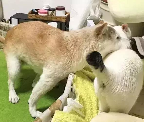 18歲老年痴呆柴犬離世,「親愛的貓,謝謝你用生命愛過我」