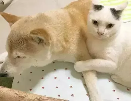 18歲老年痴呆柴犬離世,「親愛的貓,謝謝你用生命愛過我」