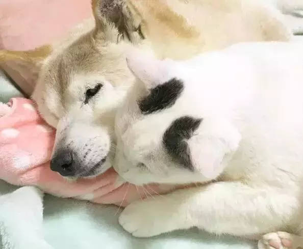18歲老年痴呆柴犬離世,「親愛的貓,謝謝你用生命愛過我」