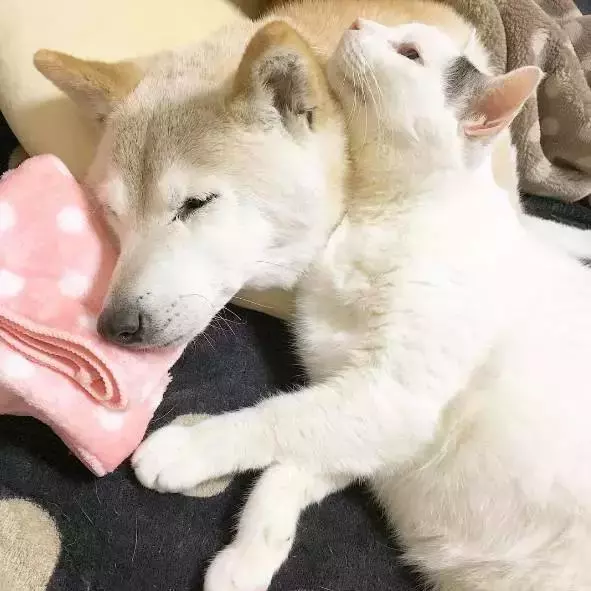 18歲老年痴呆柴犬離世,「親愛的貓,謝謝你用生命愛過我」