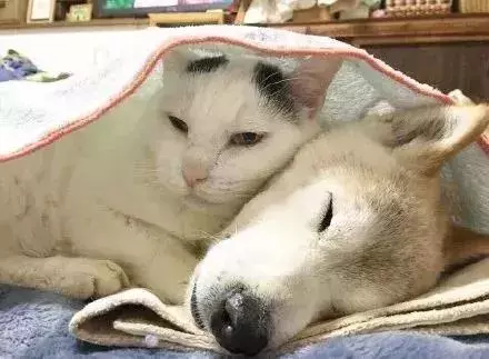 18歲老年痴呆柴犬離世,「親愛的貓,謝謝你用生命愛過我」